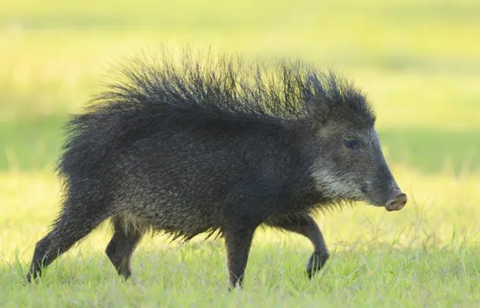Cateto, queixada e javali: entenda as diferenças entre essas espécies
