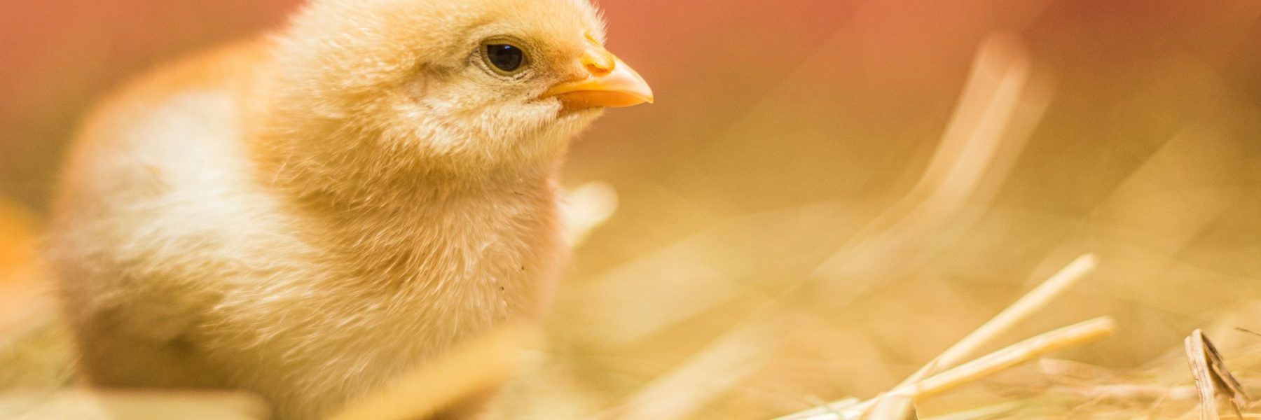 Todo ovo pode gerar um pintinho? Vamos esclarecer essa dúvida!