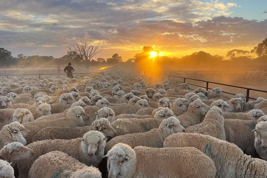 Conheça a maior fazenda de ovelhas do mundo, que é sete vezes maior que São Paulo