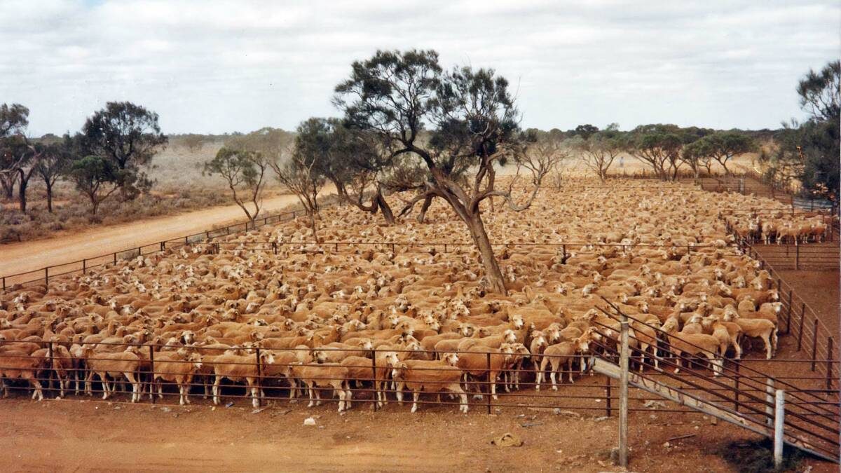 Conheça a maior fazenda de ovelhas do mundo, que é sete vezes maior que São Paulo