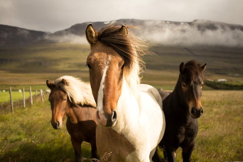 Suplementação nutricional faz a diferença no fortalecimento e recuperação muscular dos cavalos