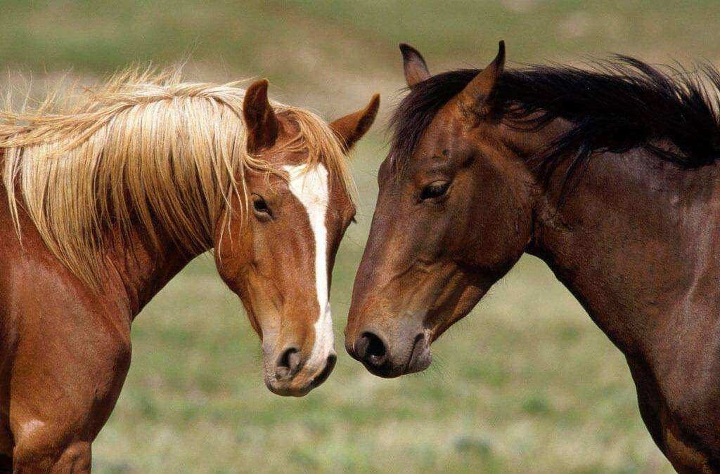 Quantos anos um cavalo pode viver? O que ninguém te conta sobre a vida dos equinos