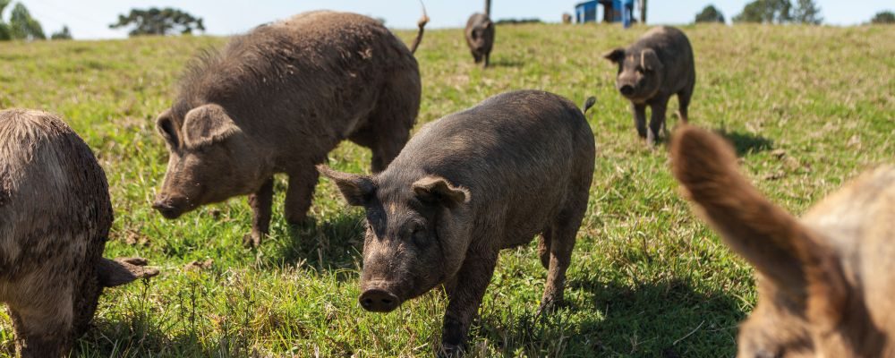 Porco Moura: a raça que deu origem à suinocultura no Paraná