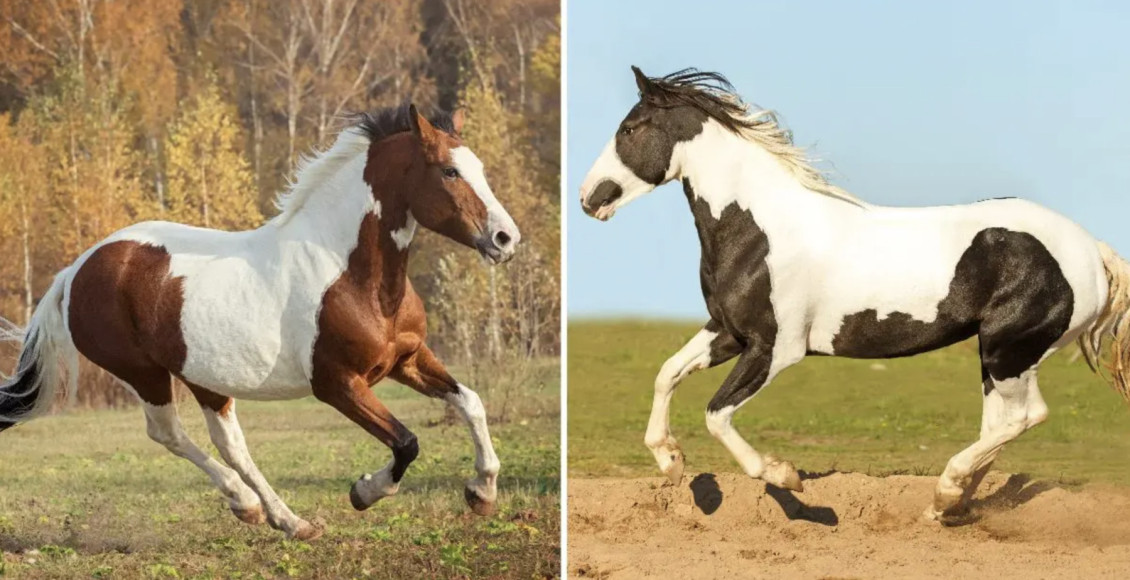 pinto e paint horse