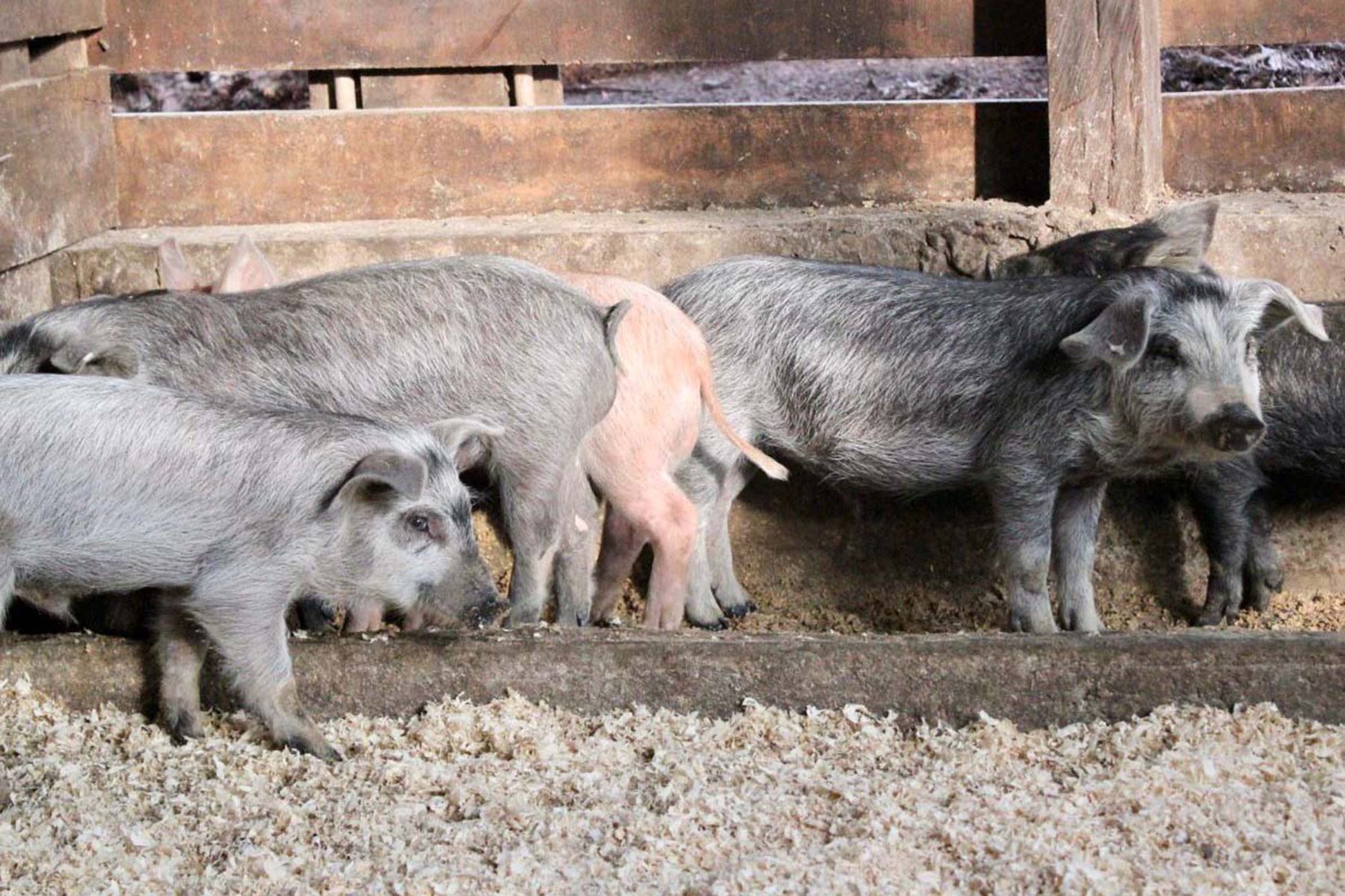 porco da raca moura parana - carne vermelha