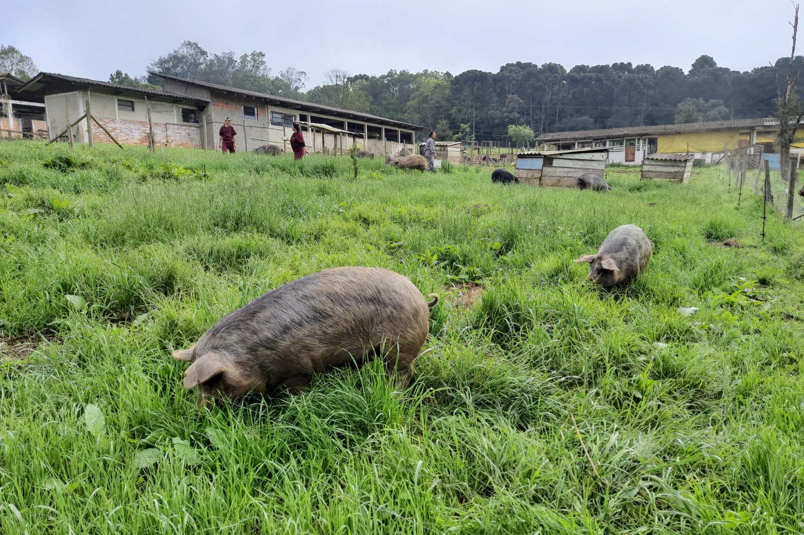 porco da raca moura parana - carne vermelha