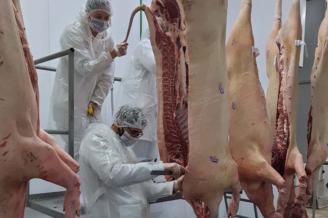 porco da raca moura parana - carne vermelha