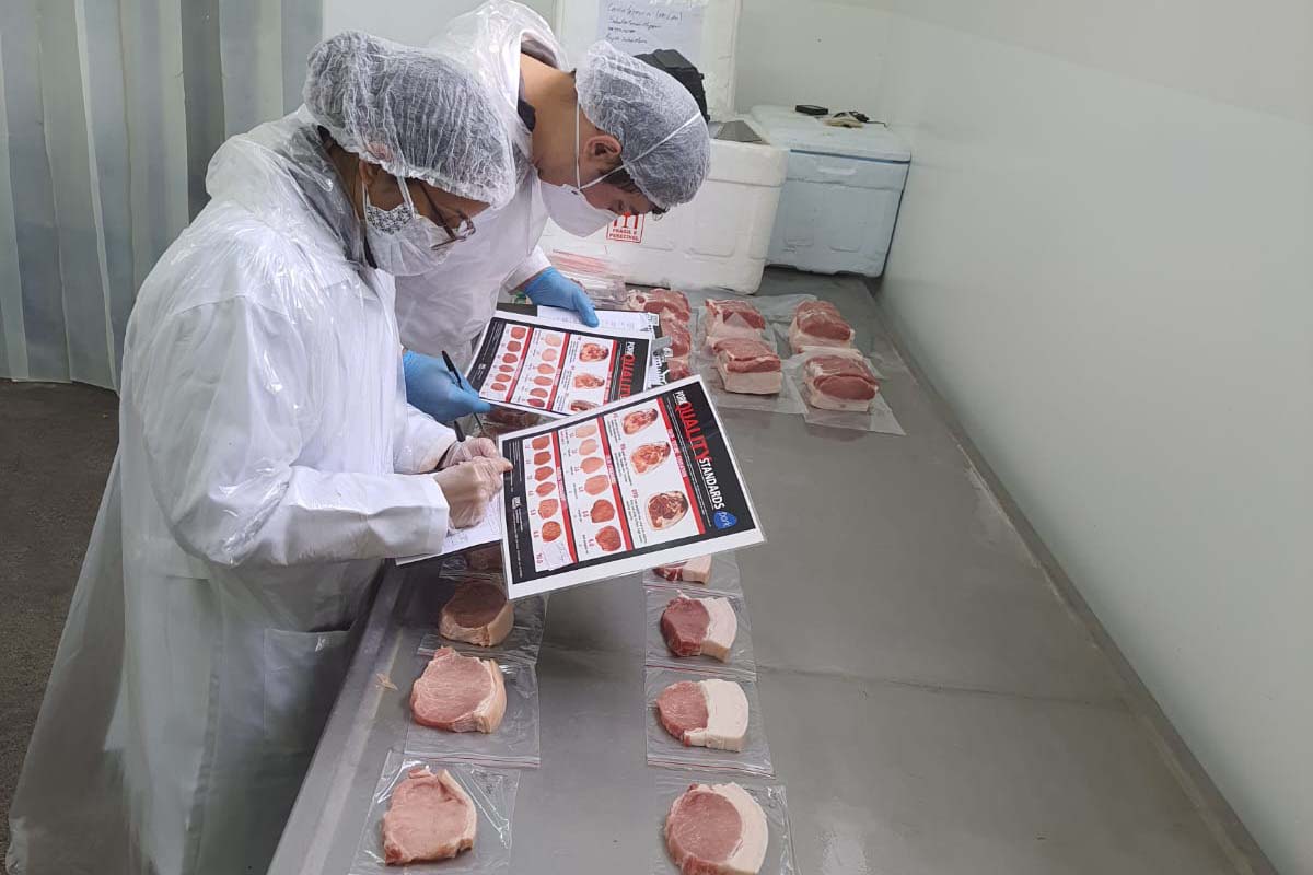 porco da raca moura parana - carne vermelha