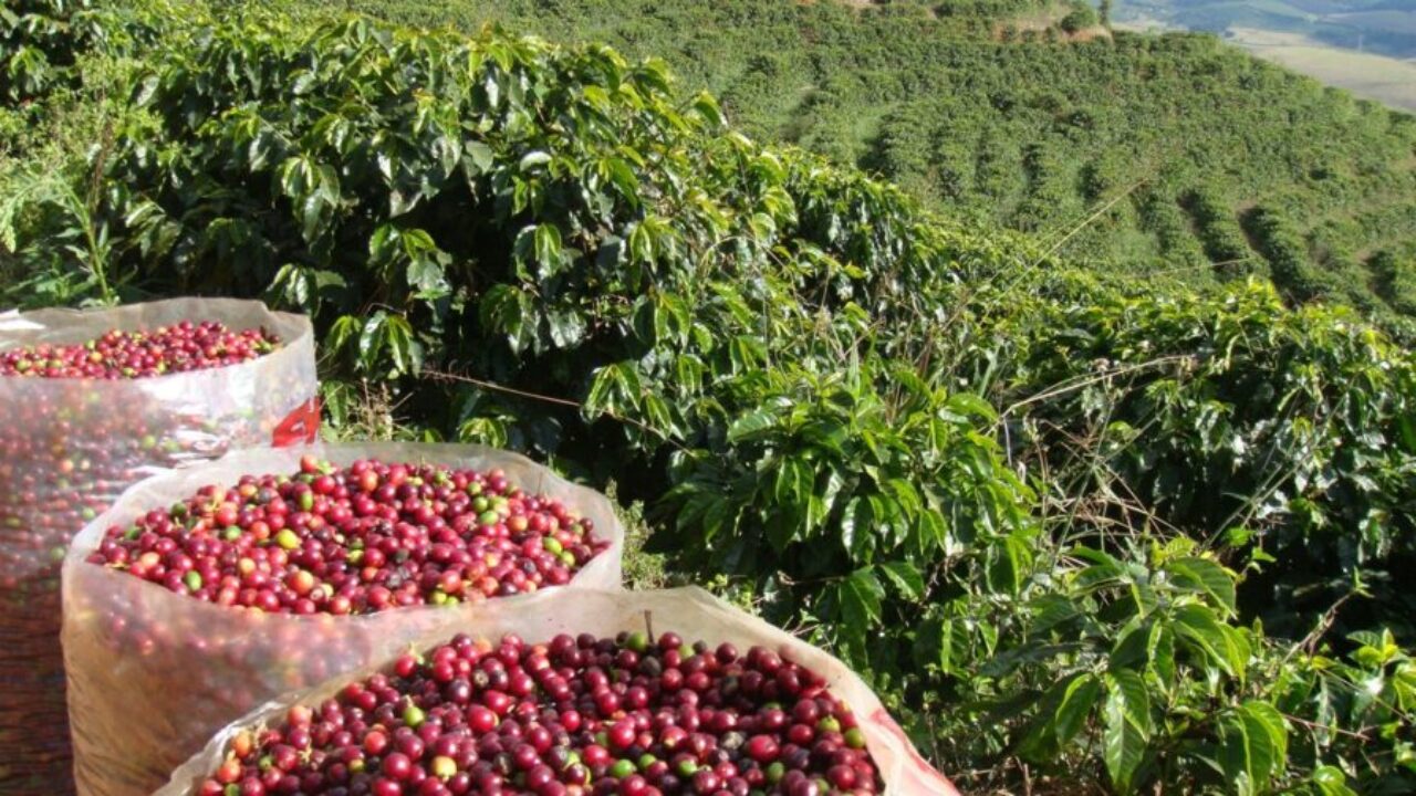 Tarifaço que entra em vigor nesta quarta atinge em cheio café, carne, frutas, pescado e mel