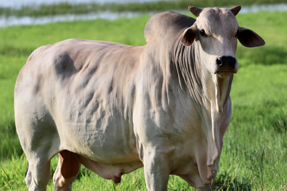 touro nelore atol da elge 3910