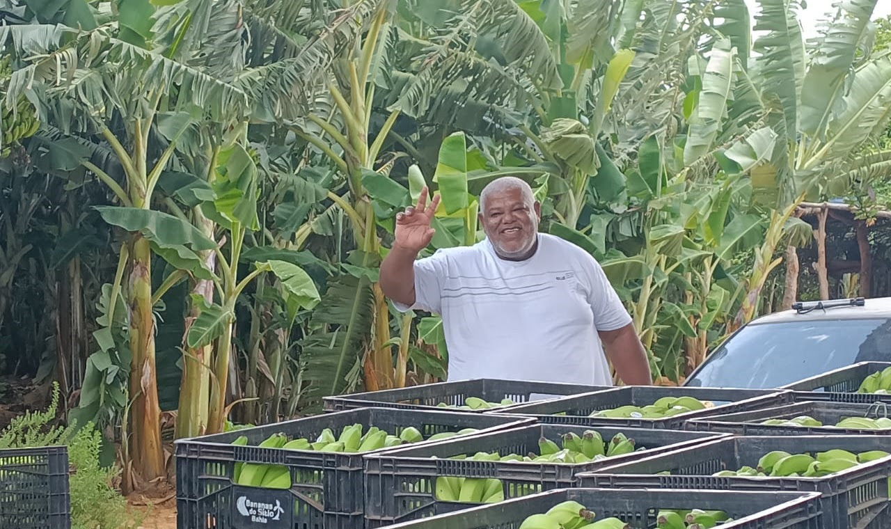 Primeira colheita de banana no Baixio de Irecê reforça potencial da fruticultura irrigada no Médio São Francisco baiano
