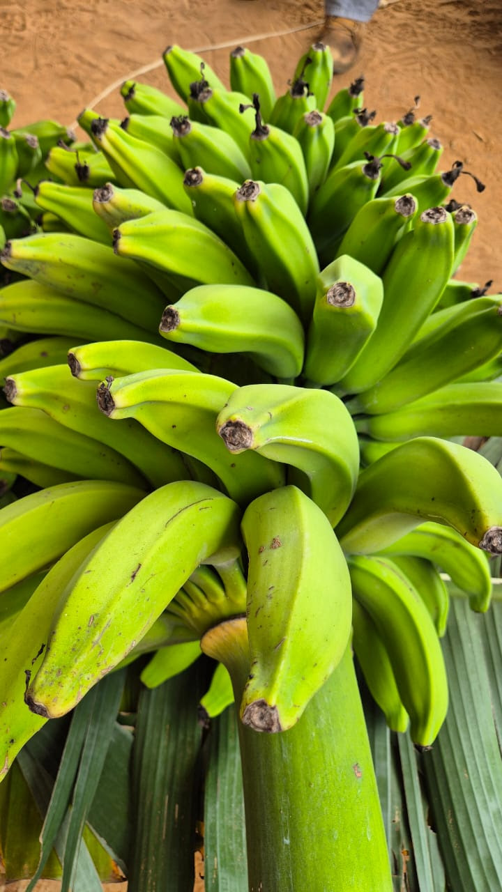 Primeira colheita de banana no Baixio de Irecê reforça potencial da fruticultura irrigada no Médio São Francisco baiano