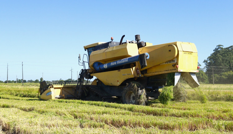 Com clima favorável na lavoura, colheita da safra de arroz está adiantada em SC