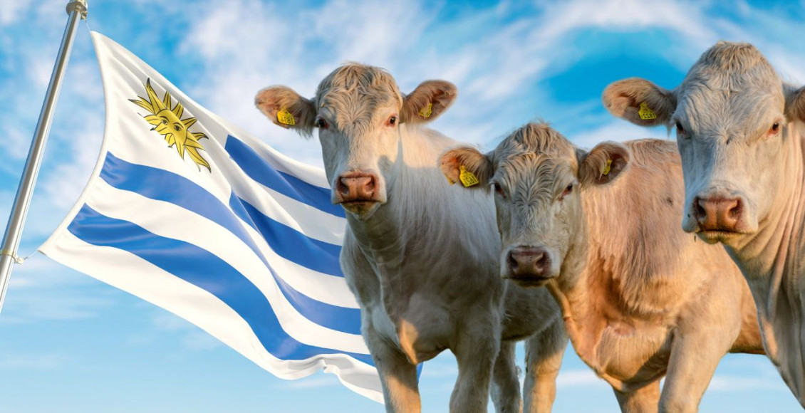 uruguai golpe financeiro - bandeira do uruguai - gado branco charoles