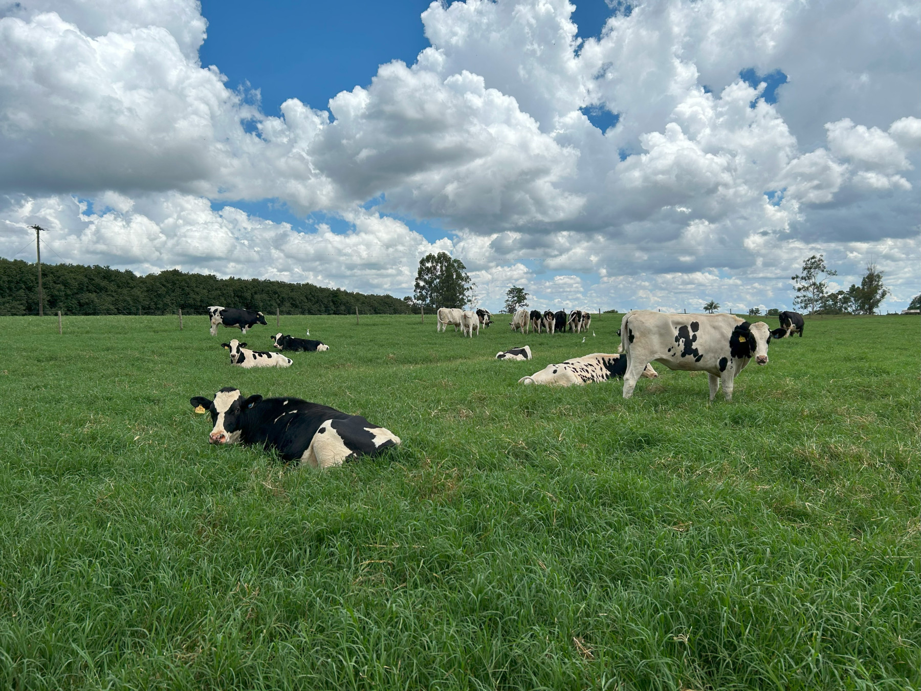Fazenda mineira produz leite a partir de rebanho geneticamente selecionado