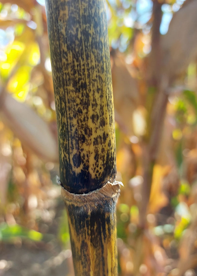 Antracnose do milho pode ter origem mesoamericana e se espalhou com ajuda humana