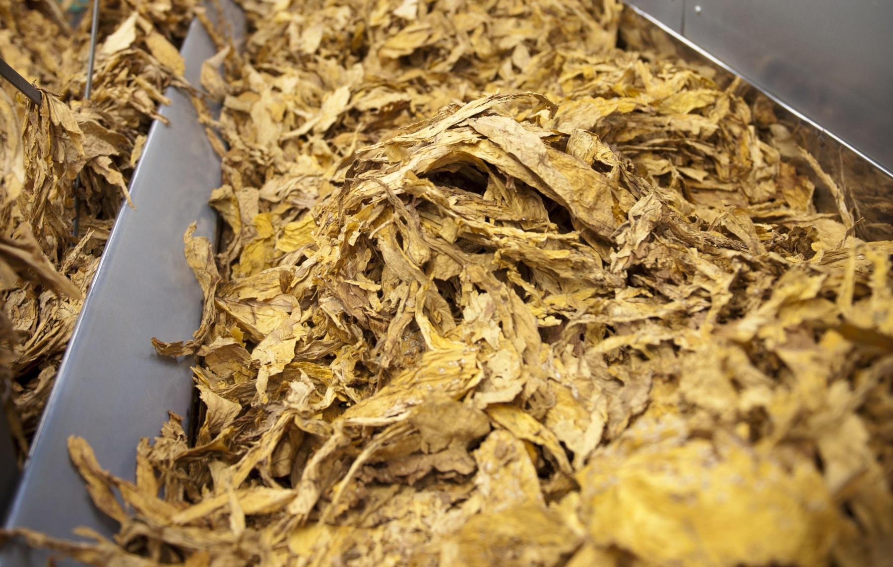 Brasil deve ultrapassar US$ 3 bi em exportações de tabaco em 2025