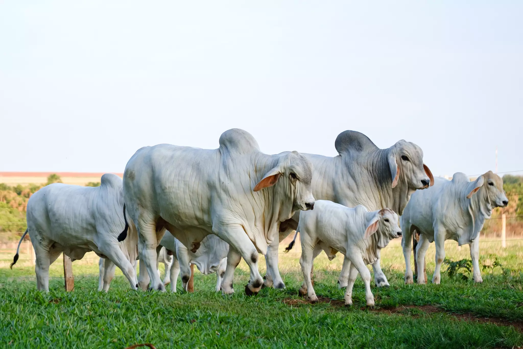 Raças bovinas nativas do Brasil