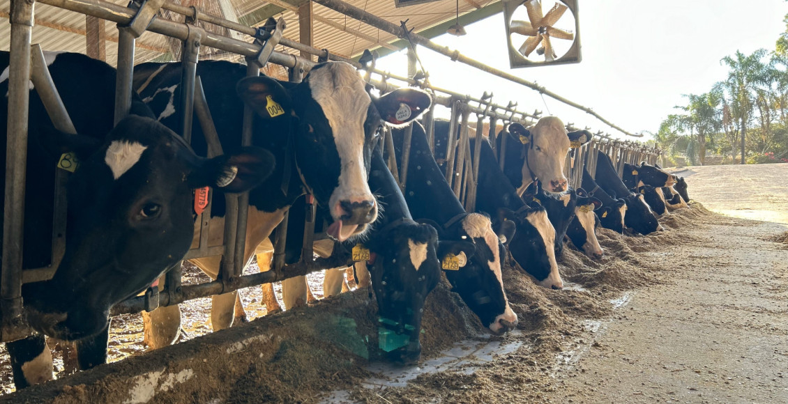 Fazenda mineira produz leite a partir de rebanho geneticamente selecionado