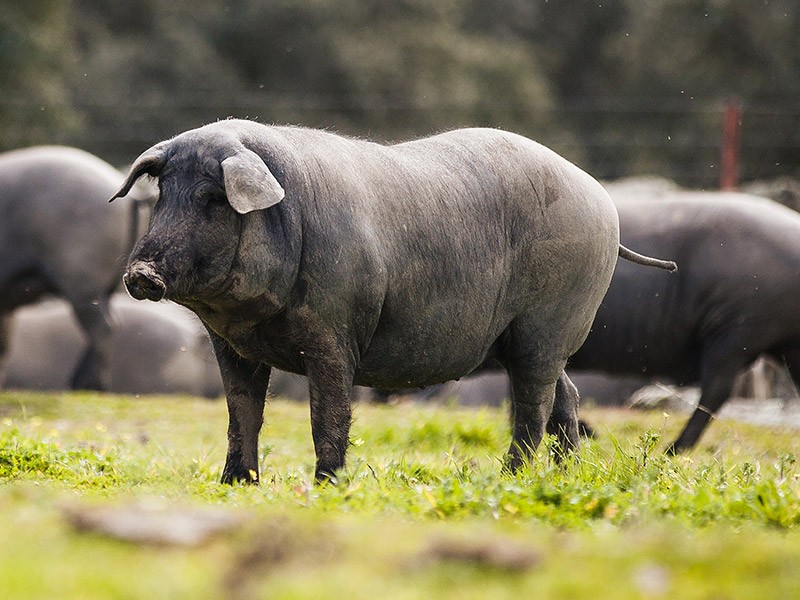 Raças de suínos mais valorizadas do mundo que você não conhecia