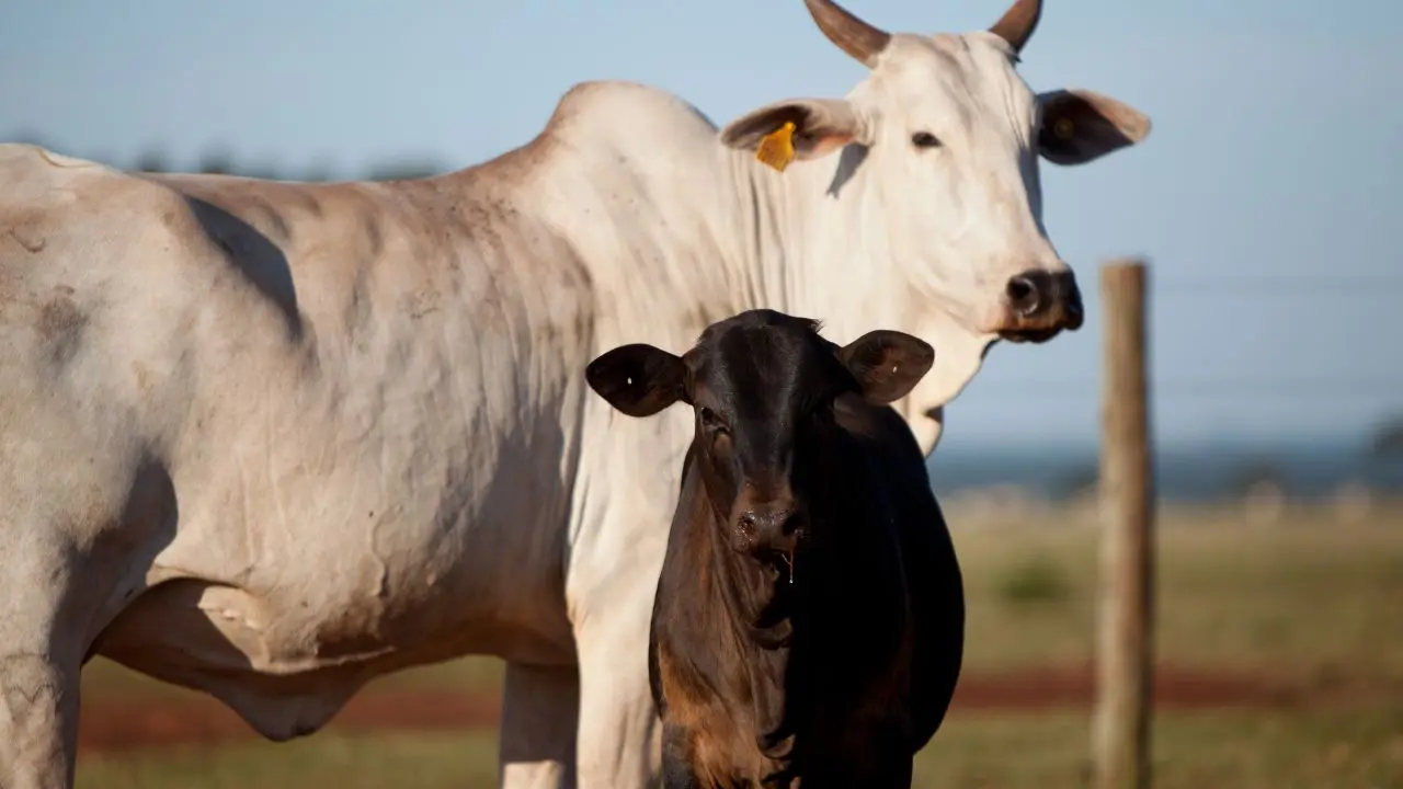 Criadores de bovinos do Parana recorrem Inseminacao Artificial em Tempo Fixo - IATF