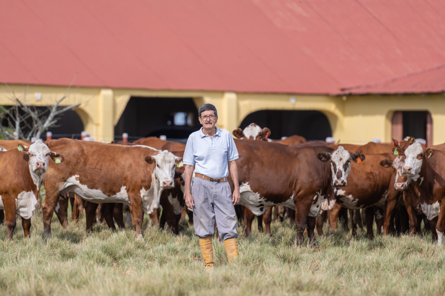 Luz de São João apresenta Braford que performa em todo Brasil