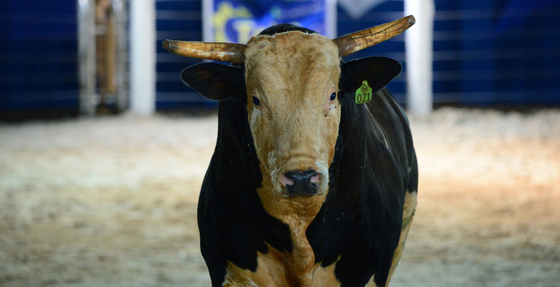 Touro mais valorizado do Brasil estreia no circuito profissional durante o Votu International Rodeo