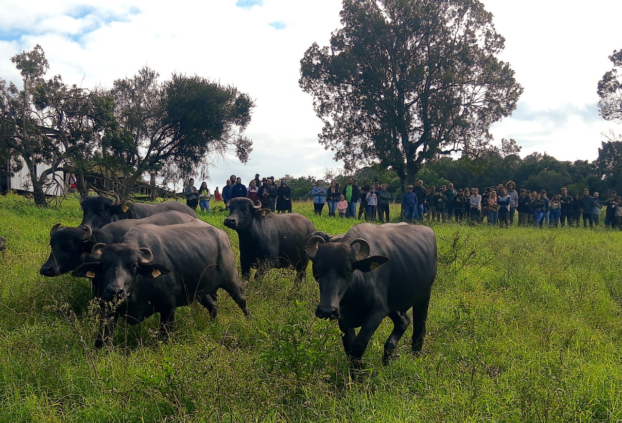 Manejo e produção leiteira serão destaques no Dia do Búfalo
