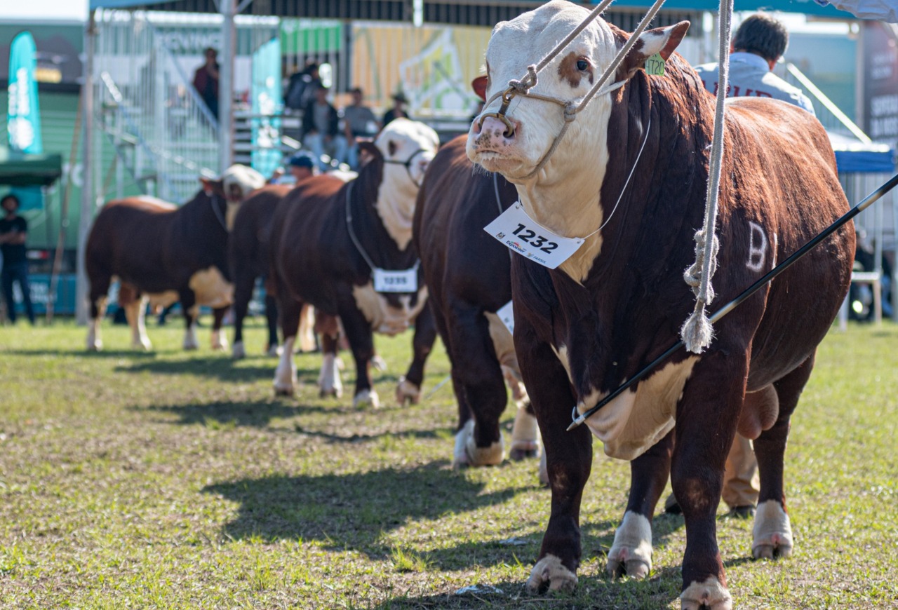 Mundial Braford e Nacional Hereford chegam a 600 animais inscritos