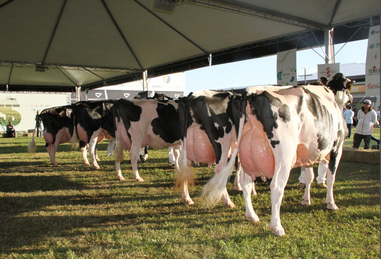 Qualidade genética da raça Holandesa será exibida em julgamento na Fenasul Expoleite