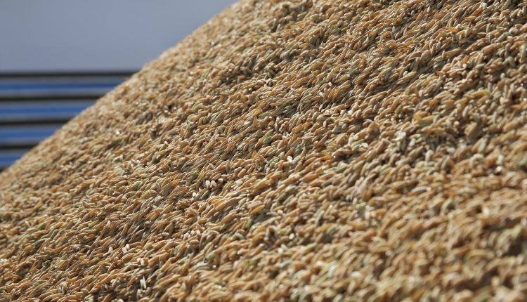 Mercado de exportação do arroz segue aquecido no primeiro semestre de 2025