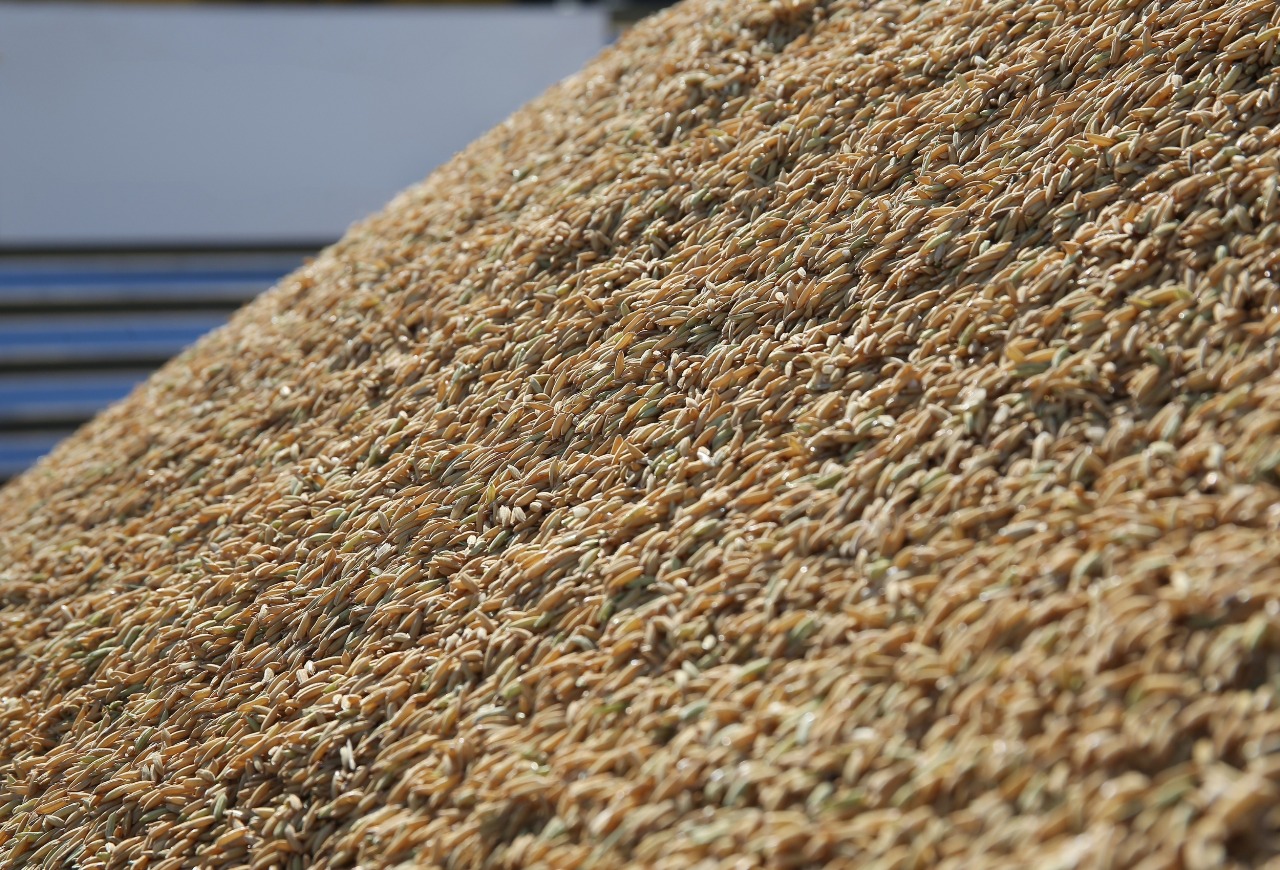 Mercado de exportação do arroz segue aquecido no primeiro semestre de 2025