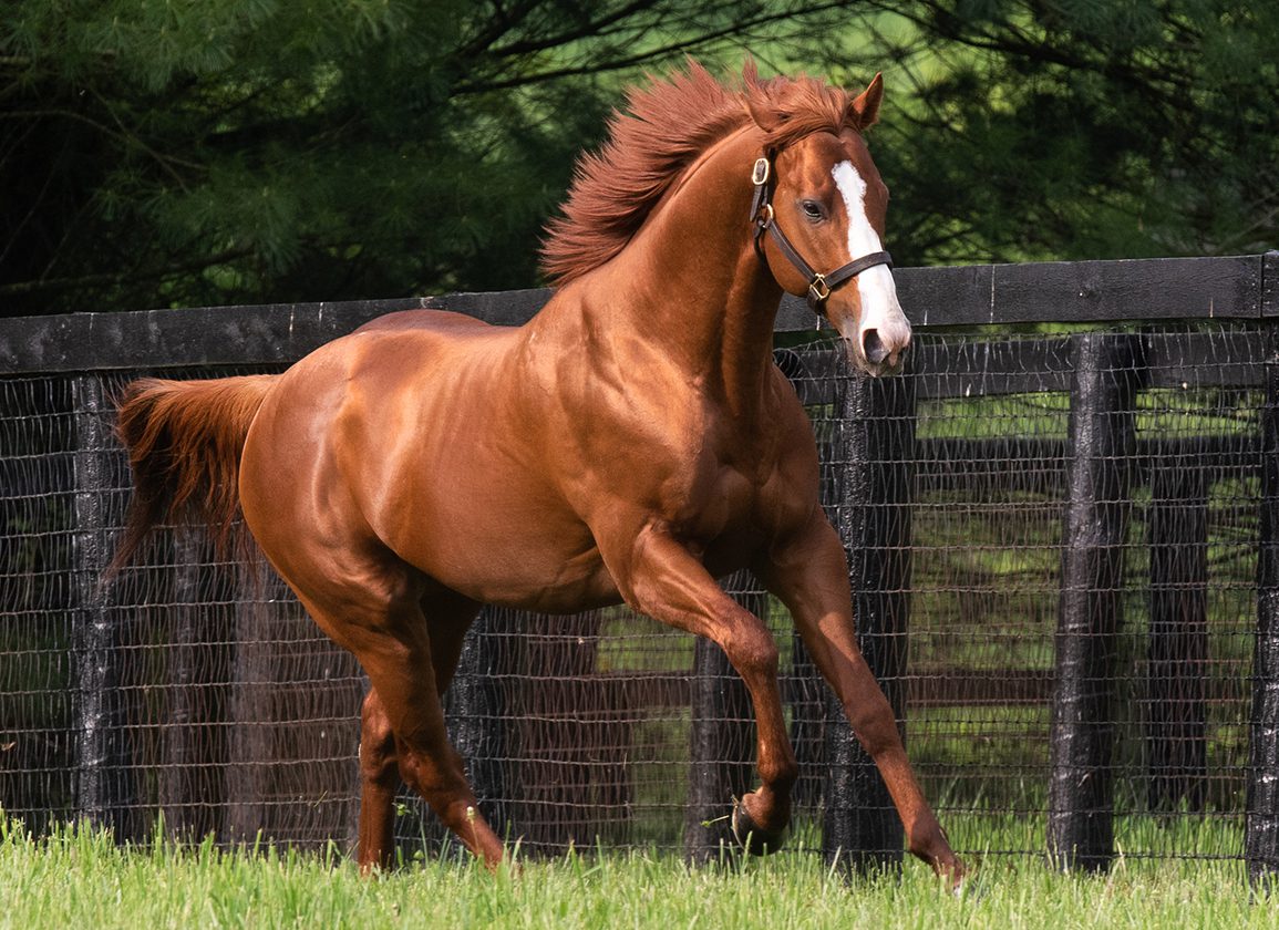 Conheça o cavalo mais caro do mundo, Justify atingiu o valor de US$ 75 milhões