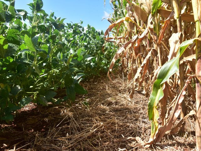 Lavoura de soja e milho com palhada protegendo o solo (Fotos: Aires Mariga / Epagri)