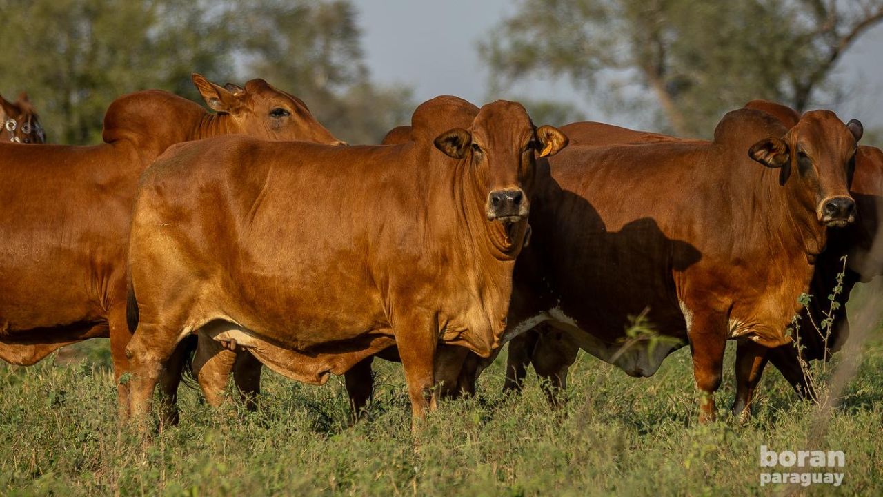 Raça Boran está prestes a chegar ao Brasil