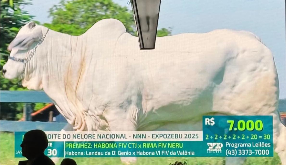 Dr. Bernardo Guimarães junto a matriz Habona FIV CTJ