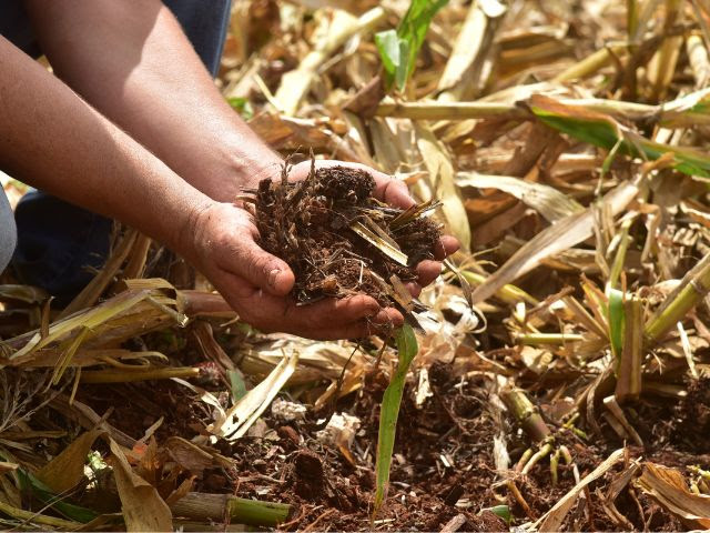 SPDG favorece depósito de matéria orgânica no solo, o que aumenta sua capacidade produtiva (Foto: Aires Mariga / Epagri)