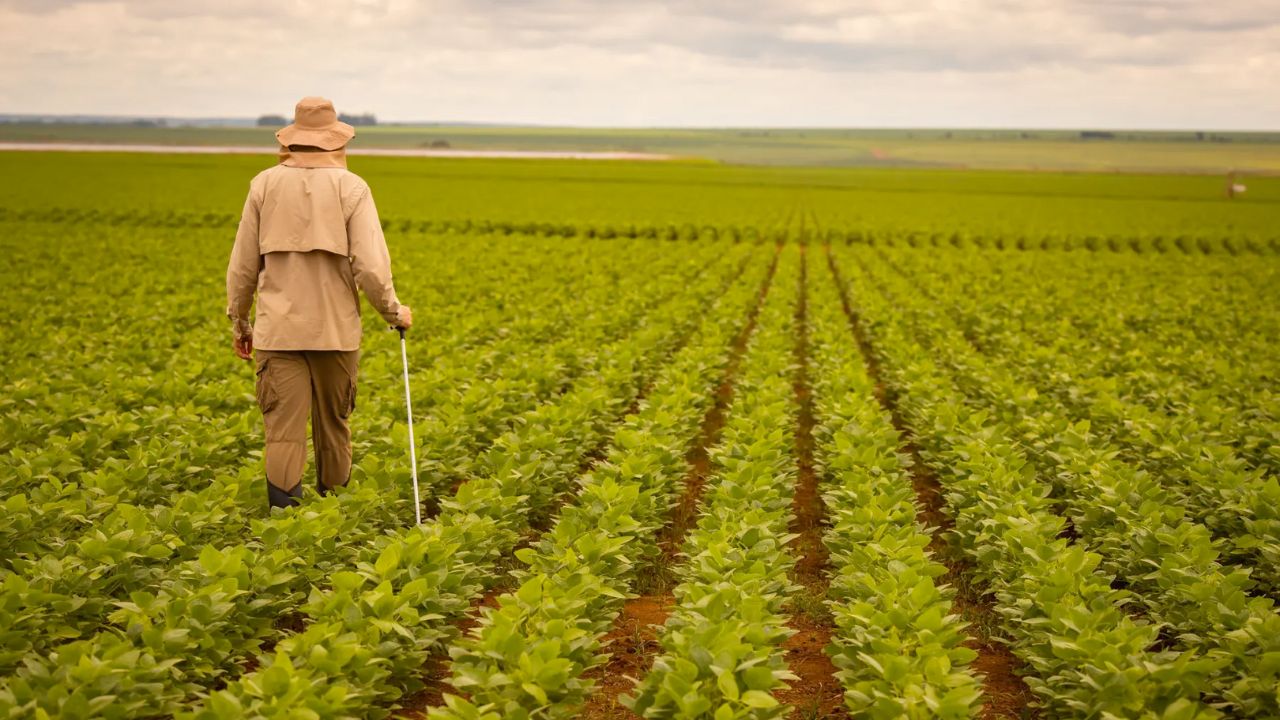 agricultor caminhando sobre campo de soja - fotao