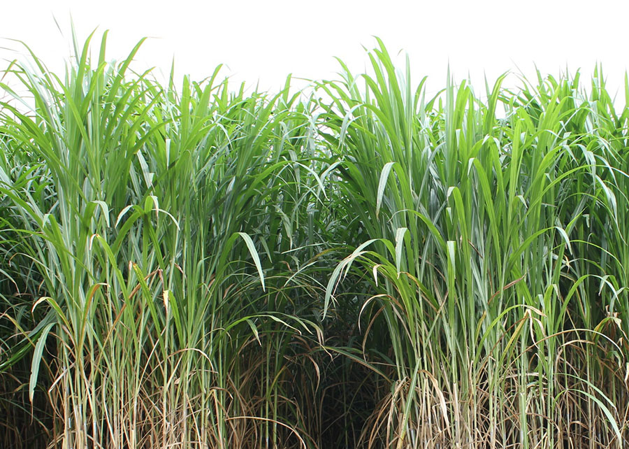 Alta produção de biomassa impulsiona uso da BRS Capiaçu na geração de energia renovável