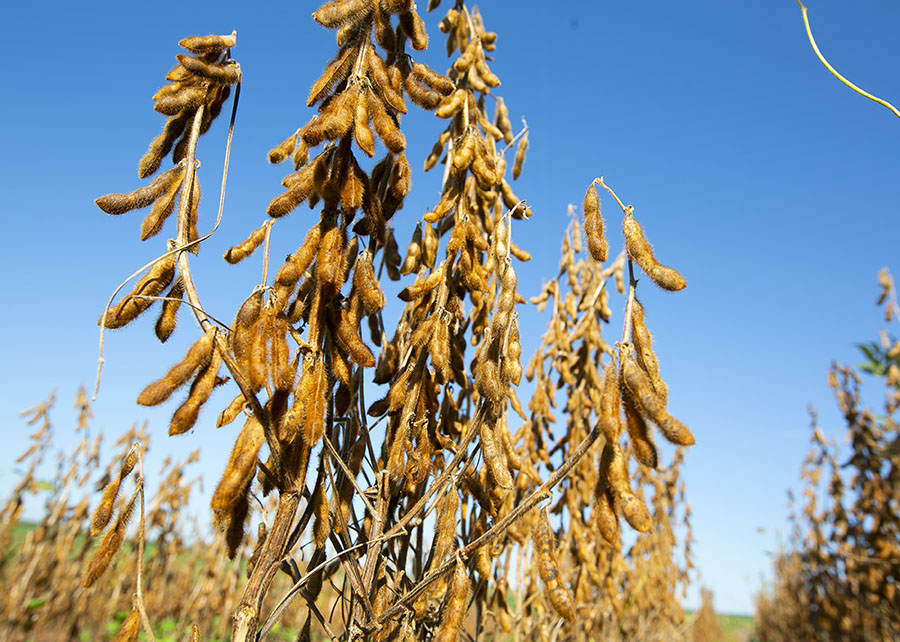 Soja com genoma editado para tolerância à seca atesta: “edição genética é a nova revolução do agro”
