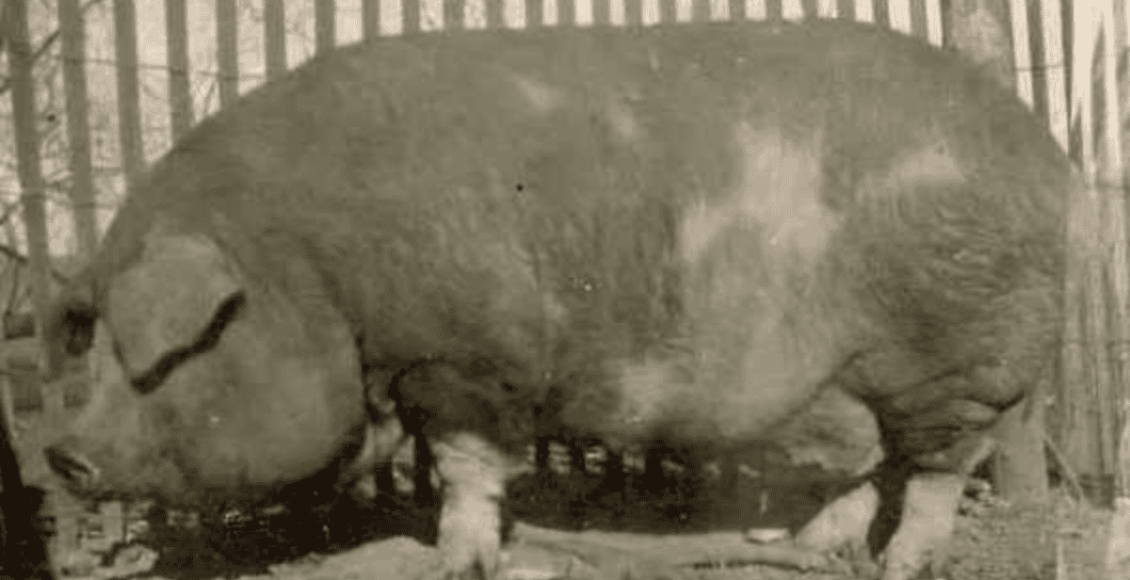Conheça o maior porco do mundo, Big Bill atingiu 1.157 kg
