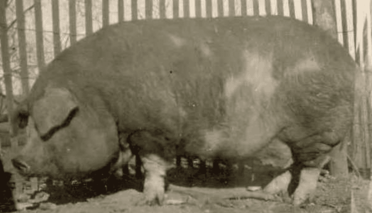 Conheça o maior porco do mundo, Big Bill atingiu 1.157 kg
