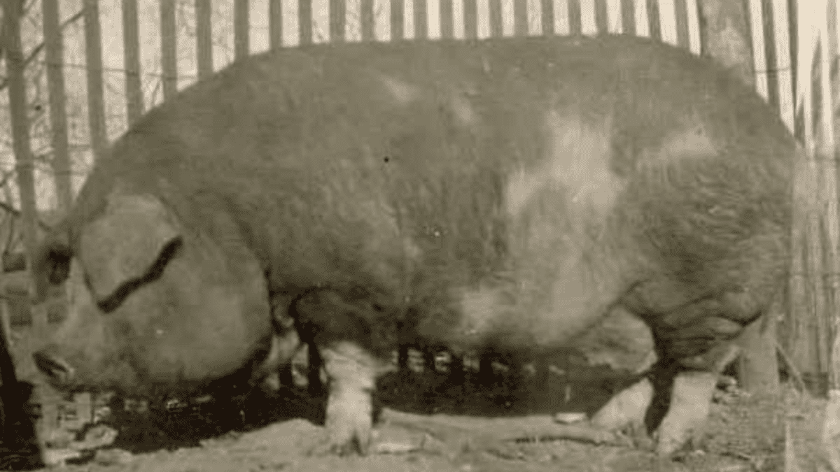 Conheça o maior porco do mundo, Big Bill atingiu 1.157 kg