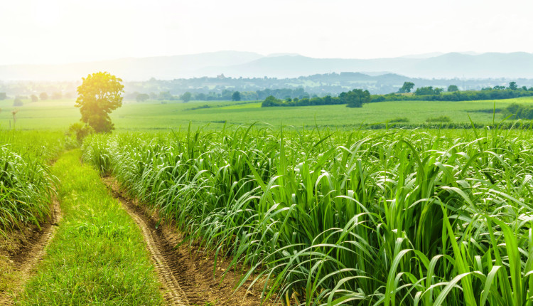 Cigarrinha das raízes: ameaça crescente para cana-de-açúcar que gera prejuízos econômicos, afetando tanto agricultores quanto indústria