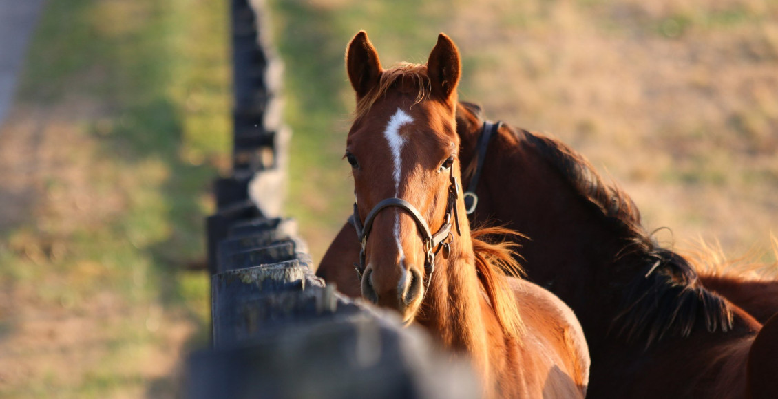 cavalos