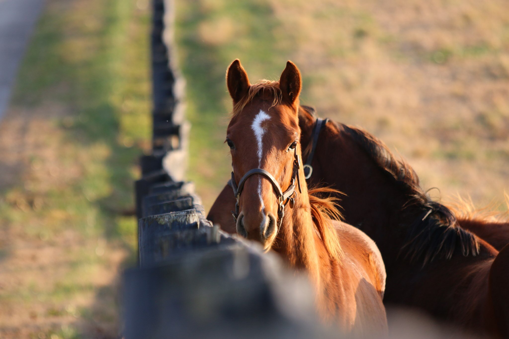 cavalos