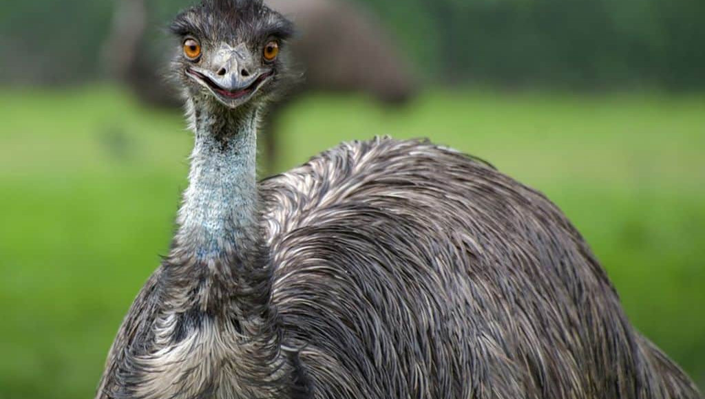 Ovo de Emu Australiano