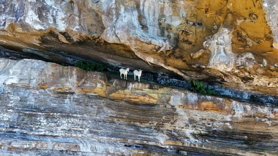 Rebanho de cabras que viveu 200 anos sem água será estudado pela Embrapa