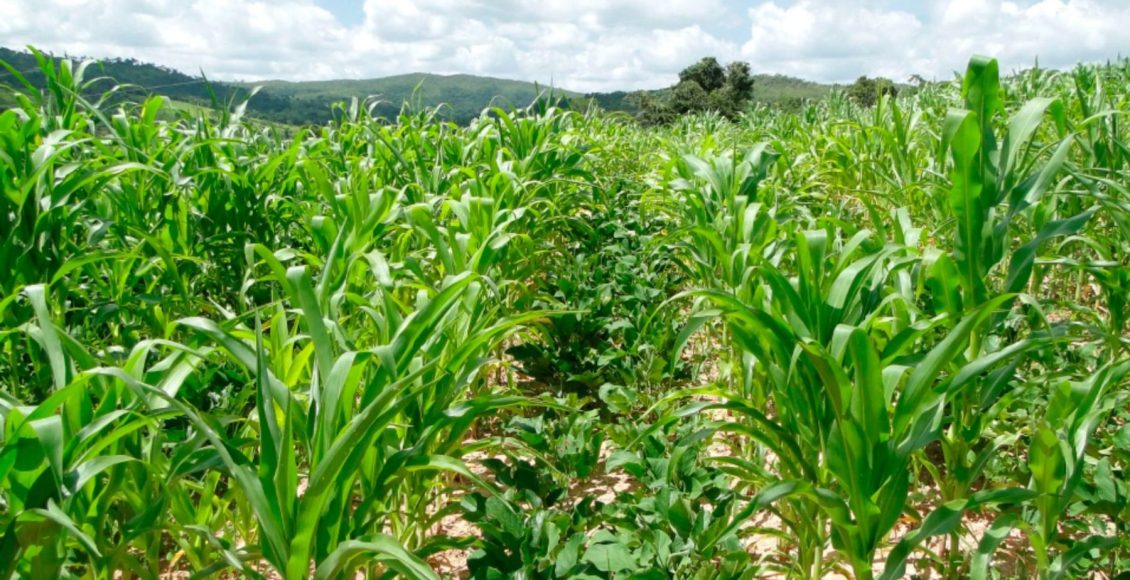 Plantio consorciado de milho, feijão e abóbora garante melhor retorno ao produtor