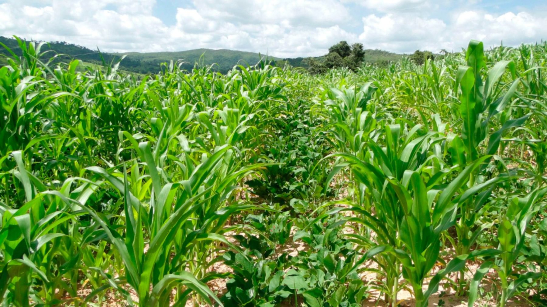 Plantio do milho avança, mas pressão de doenças acende alerta para a safra verão